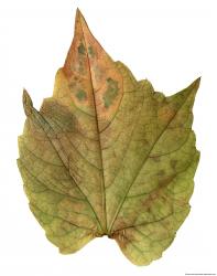 Leaves